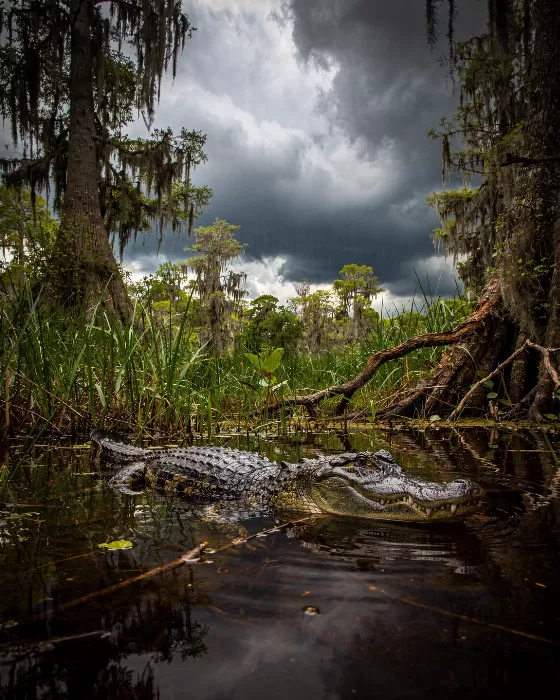Swamp Sentinel