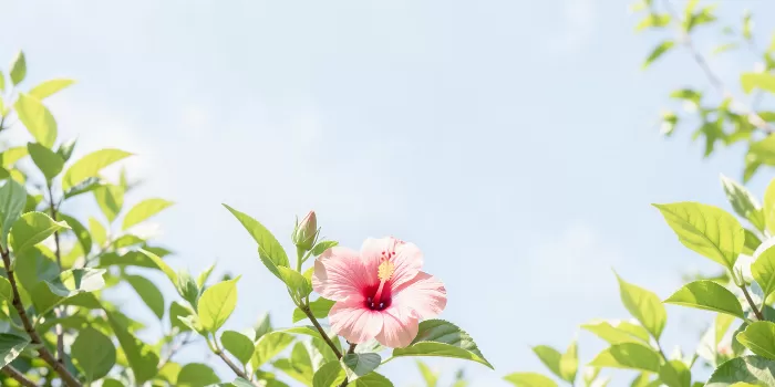 Hibiscus Sky