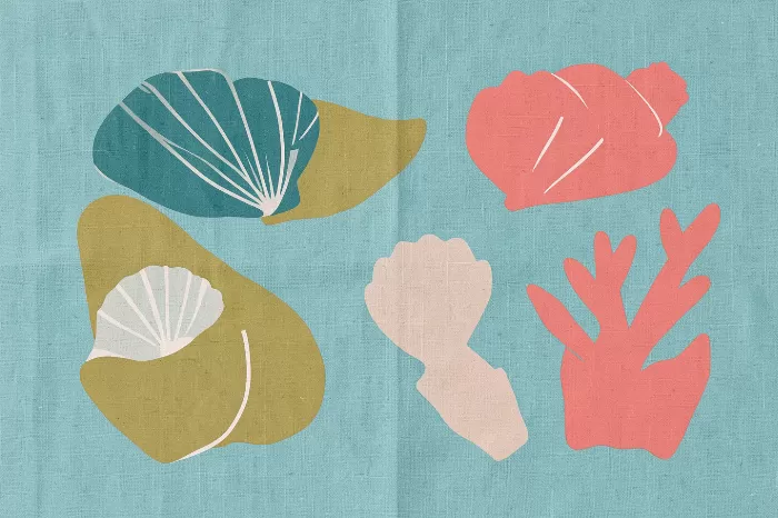 Seashell Collection