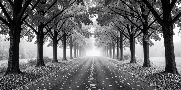 Maple Corridor