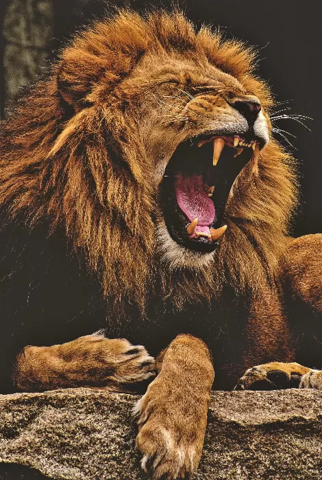 The Roar Lion Photo