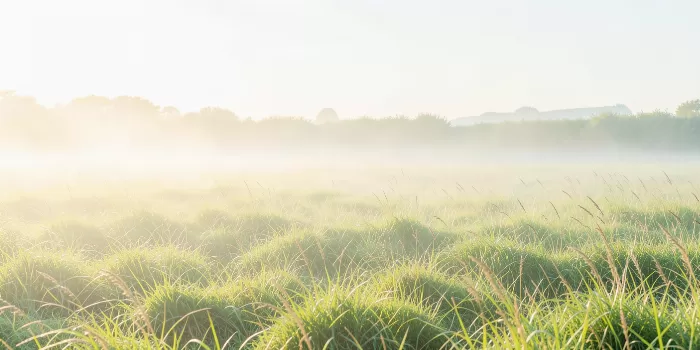 Field Haze
