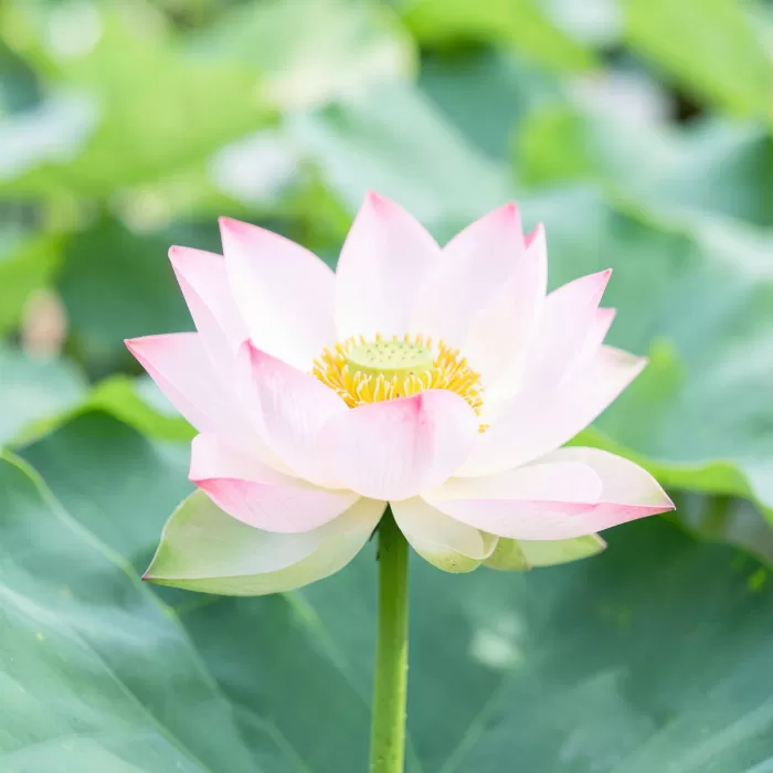 Lotus Flower