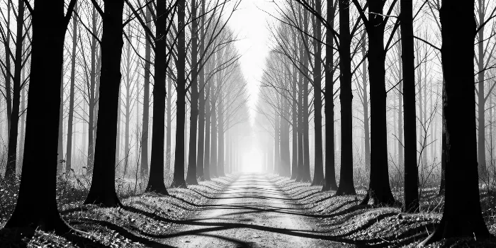 Forest Passage