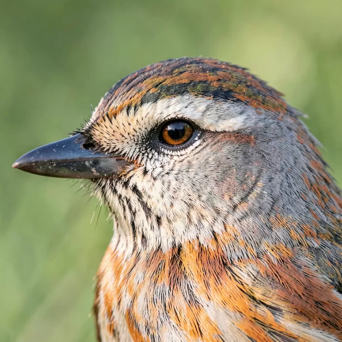 Warbler Gaze