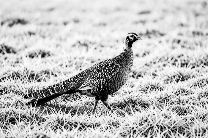Winter Pheasant