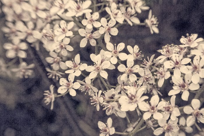 Flowers Dream - Newfoundland art print