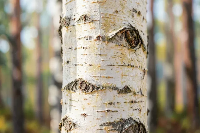 Birch Texture