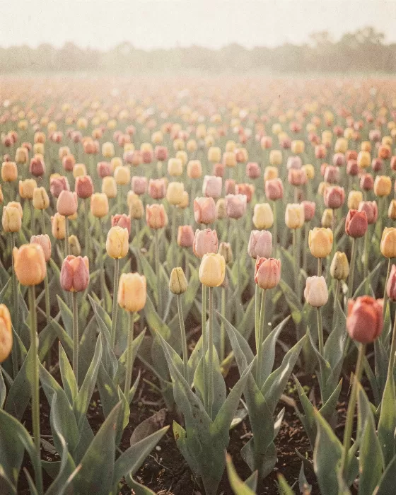 Tulip Row