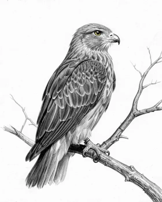 Falcon