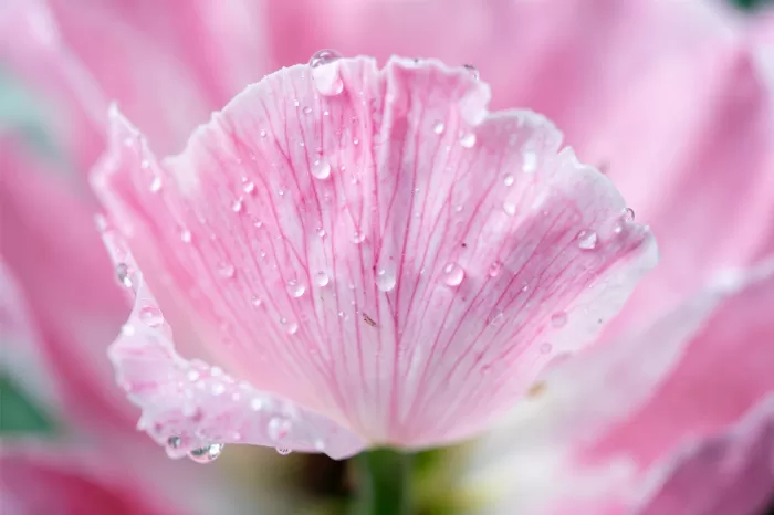 Peony Unfurling