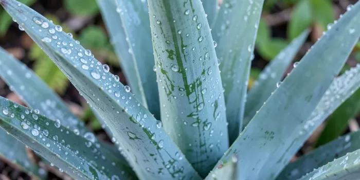 Agave Dew