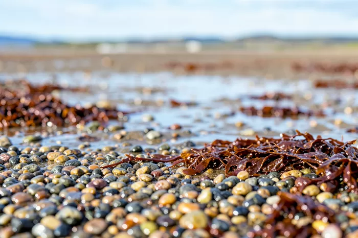 Fundy Pebbles