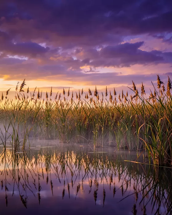Still Cattails