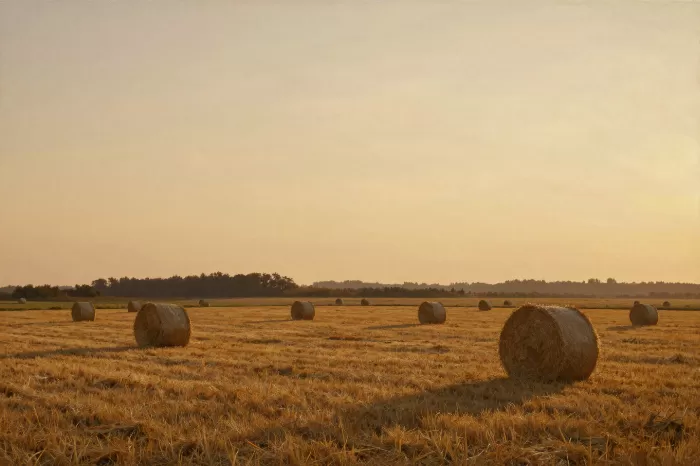 Dusk Hayfield