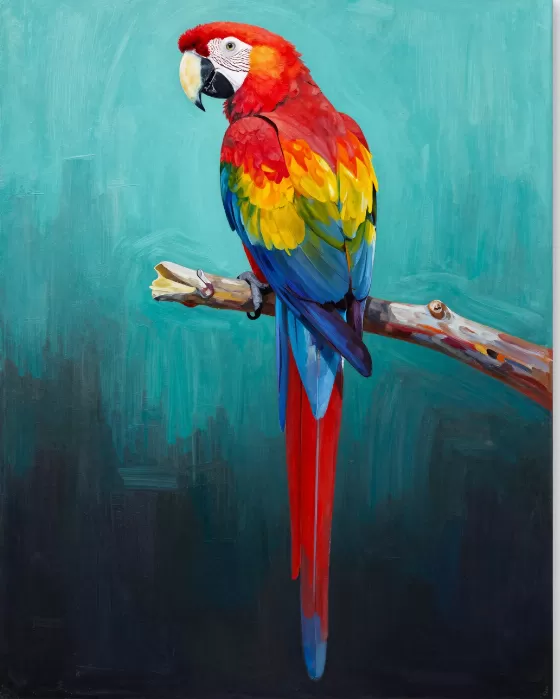 Macaw Bold