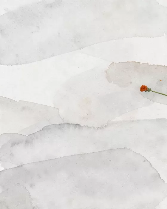 Winter Marigold