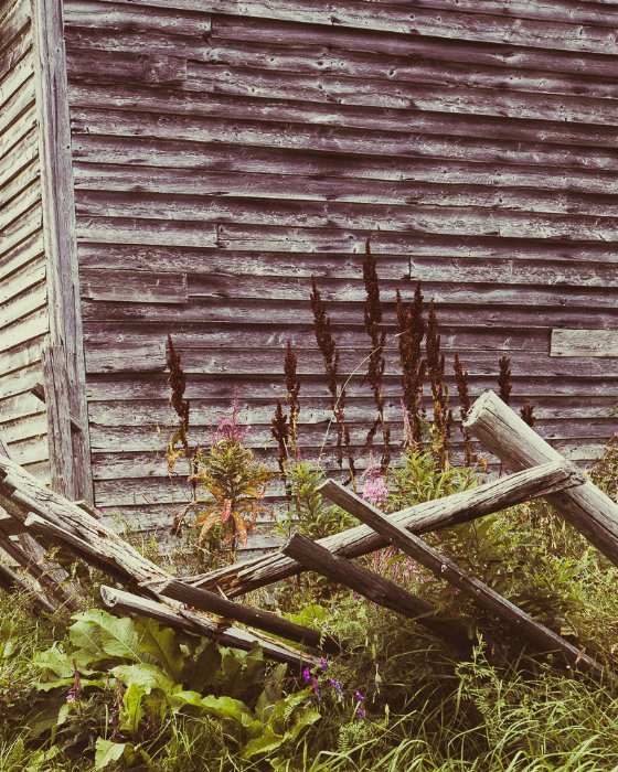 Fallen Yesterdays II - Newfoundland art print