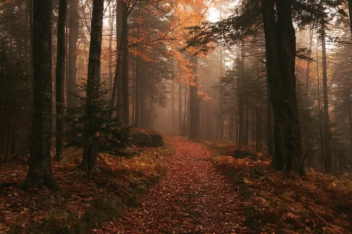 Autumn Path