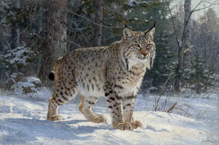 Snow Lynx