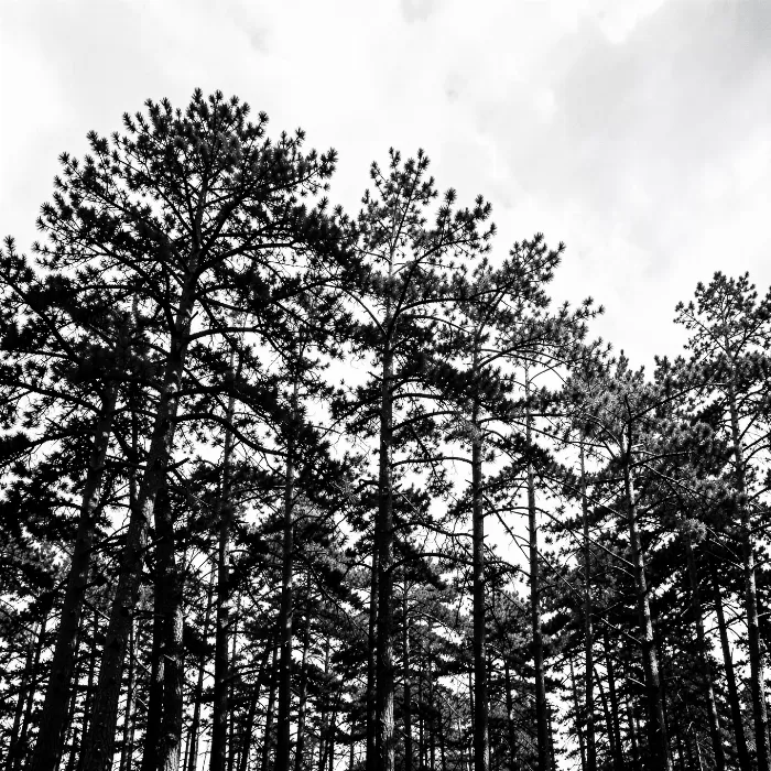 Windblown Pines