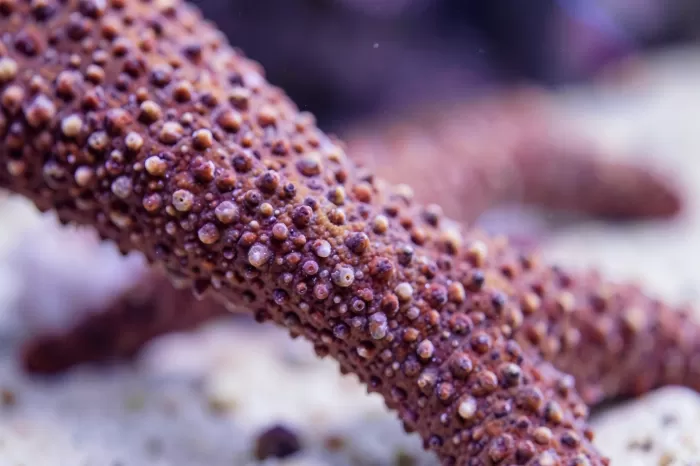 Sea Skin