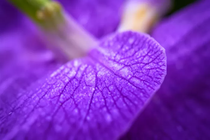 Amethyst Veins