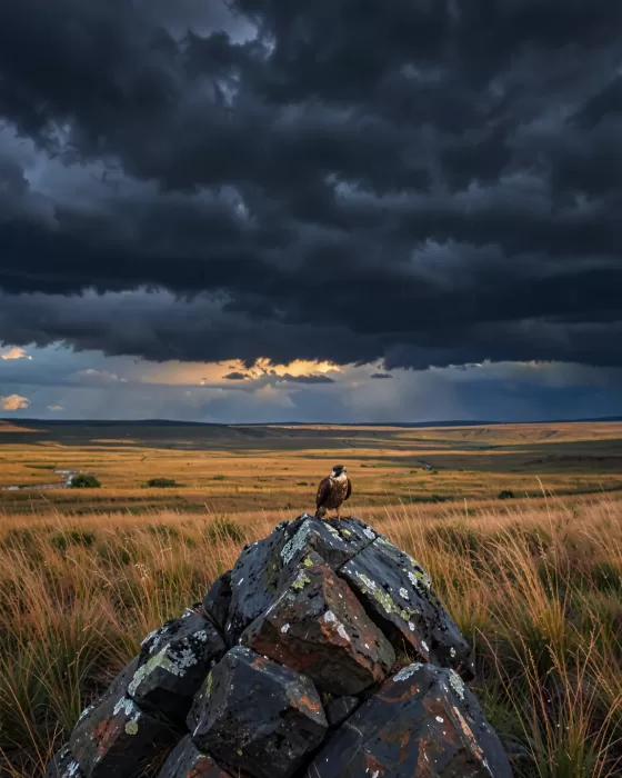 Storm Watcher
