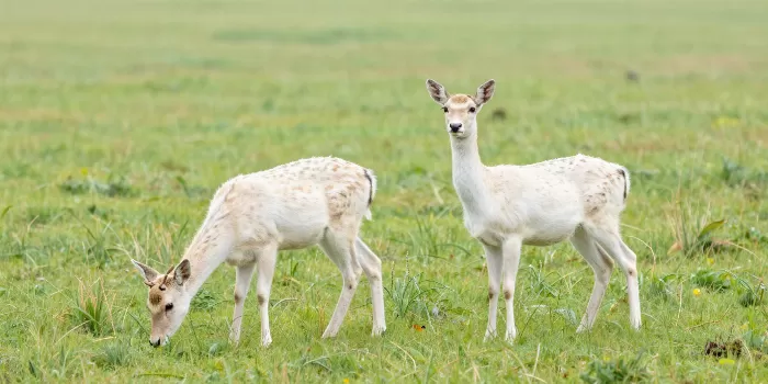 Fawn Pair