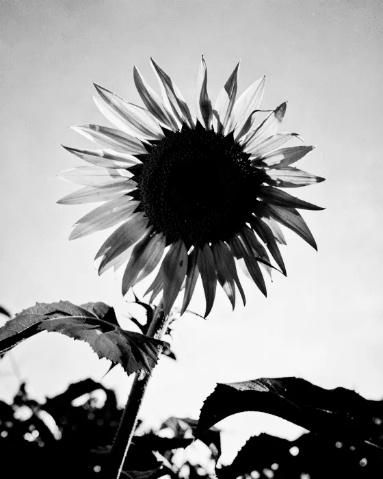 Sunflower Shadow
