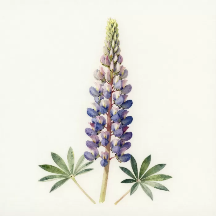 Sage Lupine