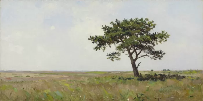 Windswept Pine II