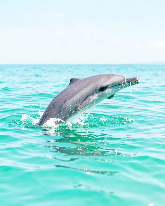 Turquoise Leap