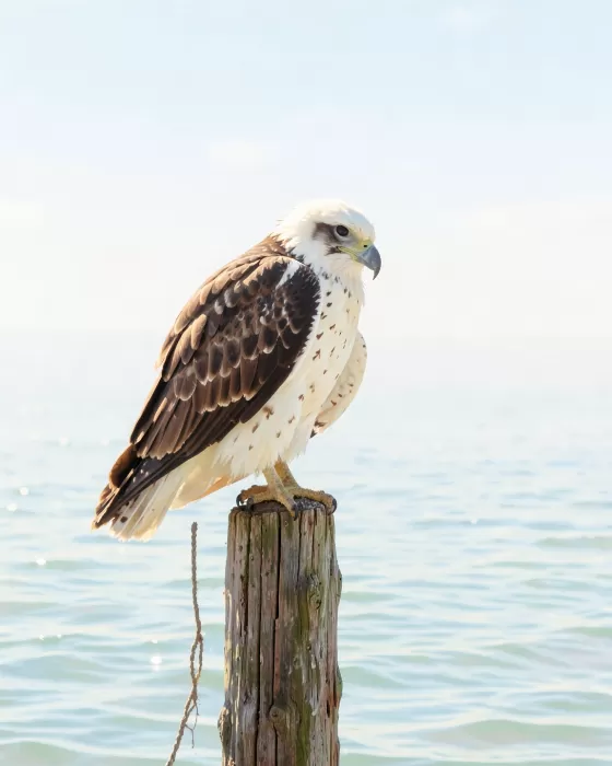 Tidal Watch