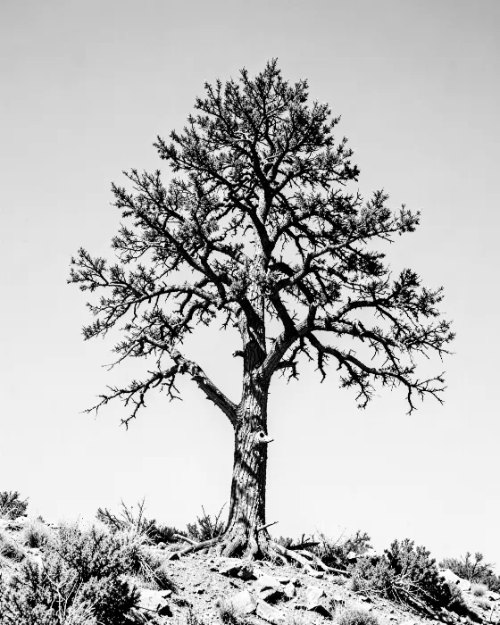Ridge Juniper