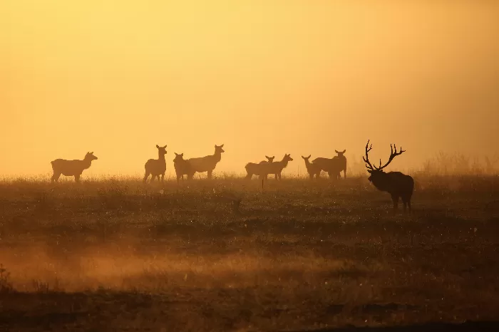 Elk For A Walk