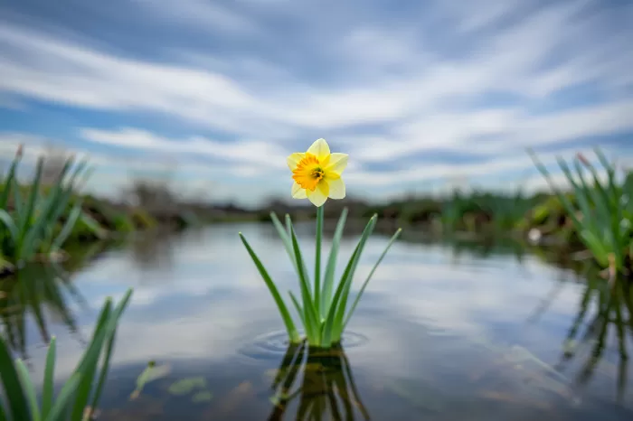 Silken Spring