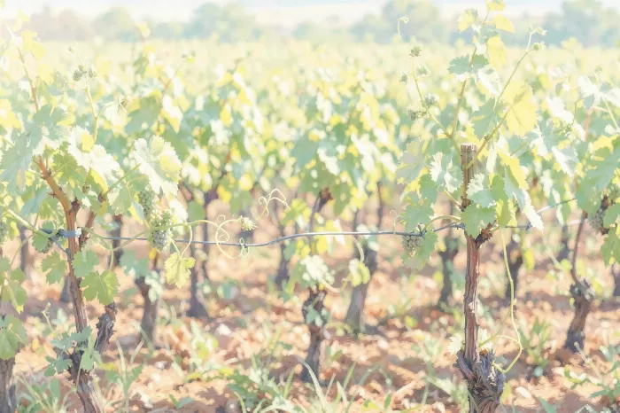 Bordeaux Vines