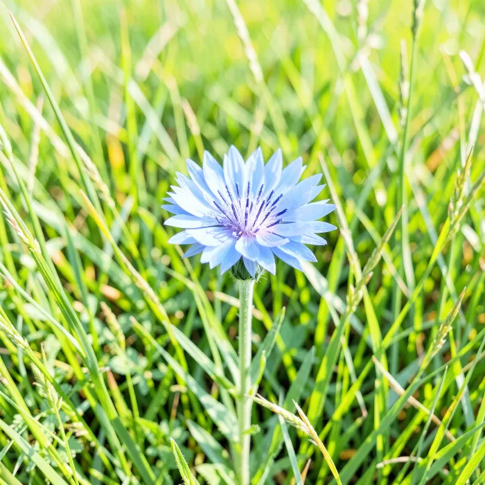 Cornflower Blue
