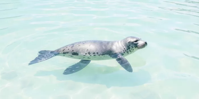 Seal Glide