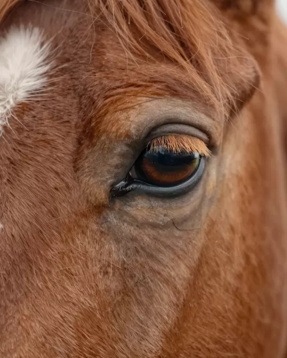 Chestnut Eye