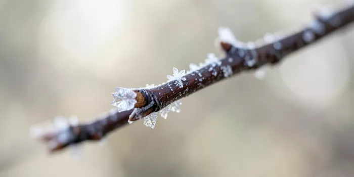 Willow Ice