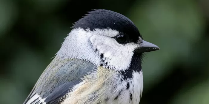 Black Cap