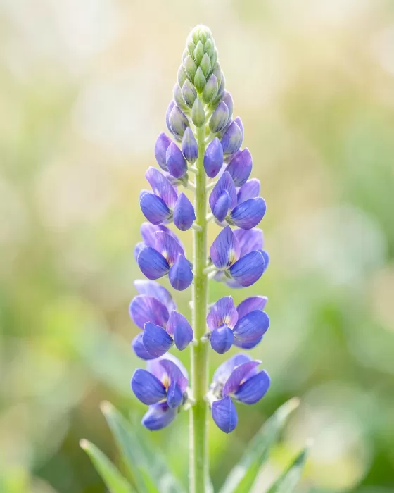 Lupine Light