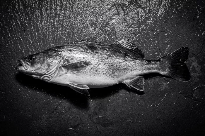 Cod Study