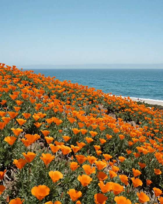 Cliffside Poppies