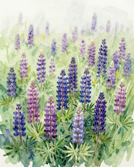 Wild Lupines