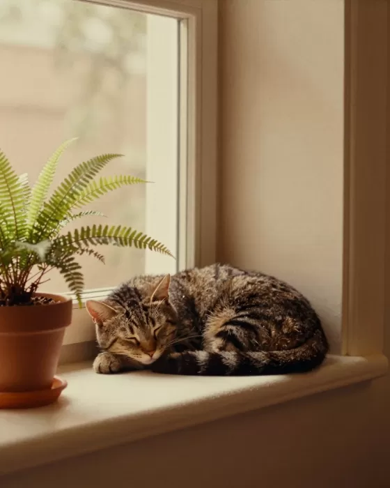 Sunlit Nap