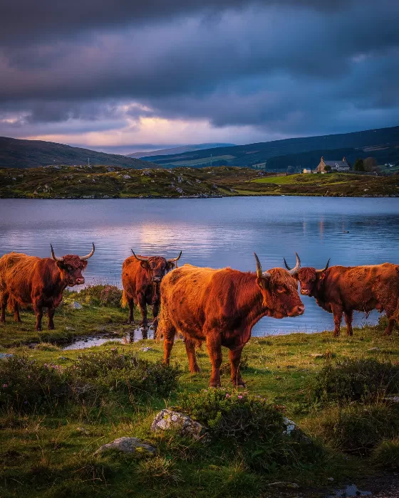 Highland Dusk