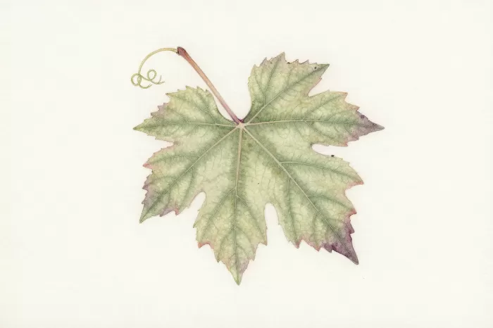 Sage Tendril